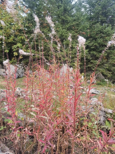 fireweed