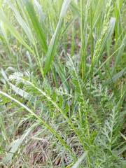 Achillea millefolium