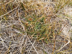 Carex arenaria
