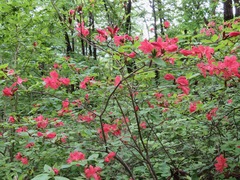 Rhododendron kaempferi