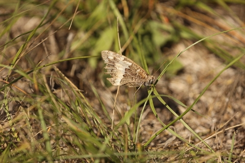 Great Banded Grayling
