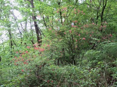 Rhododendron kaempferi