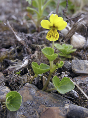 Viola crassa