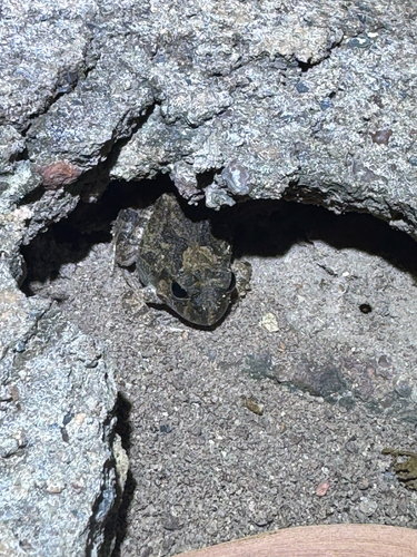 Ornate Burrowing Frog