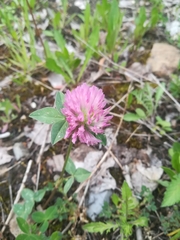 Trifolium pratense
