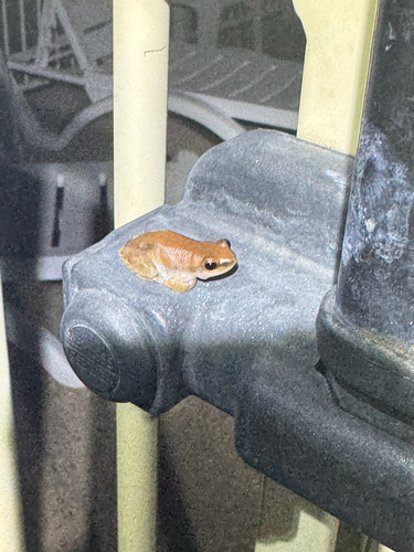 Desert Tree Frog