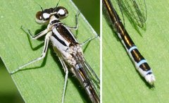 Coenagrion resolutum