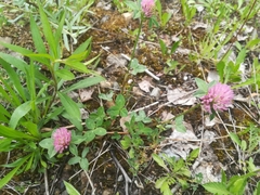Trifolium pratense