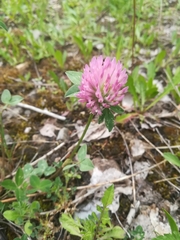 Trifolium pratense
