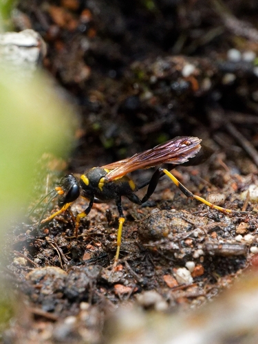 Yellow-legged Mud-dauber Wasp