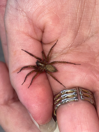 Lycosoides coarctata