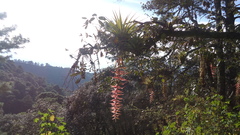 Tillandsia prodigiosa