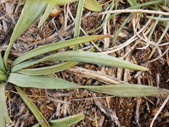 Ranunculus gramineus