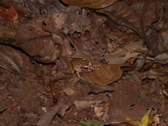 Craugastor crassidigitus