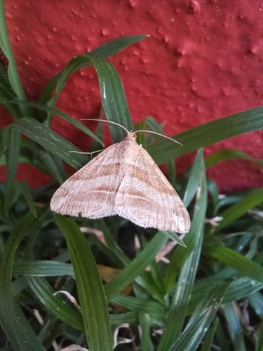 Forked Chiasmia