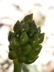 Ranunculus gramineus