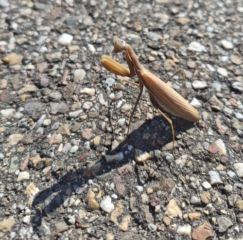 European Mantis