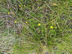 Potentilla erecta