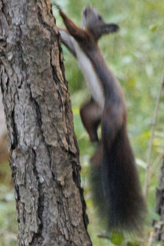 Eurasian Red Squirrel