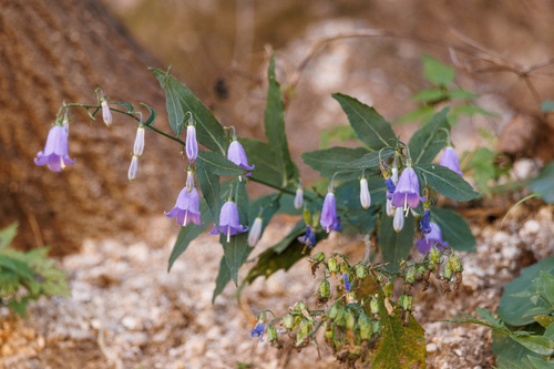 Adenophora potaninii wawreana