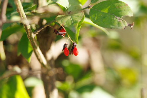 winged euonymus
