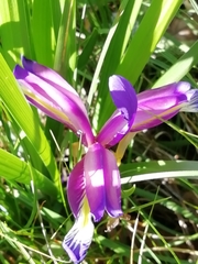 Iris graminea