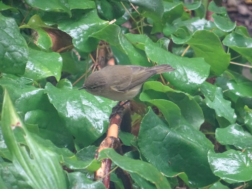 Common Chiffchaff