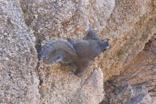 Père David's Rock Squirrel