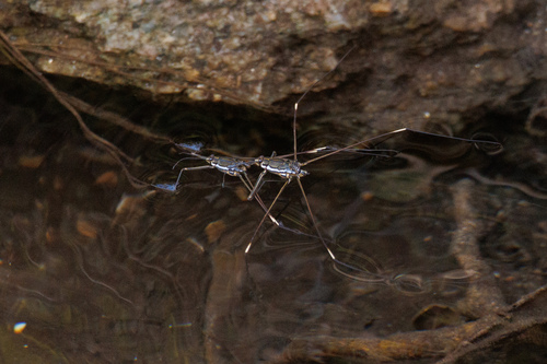 Potamometra berezowskii