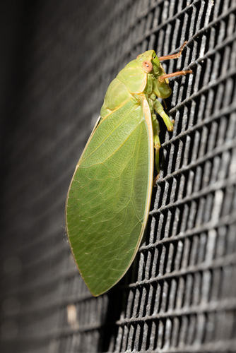 Bladder Cicada