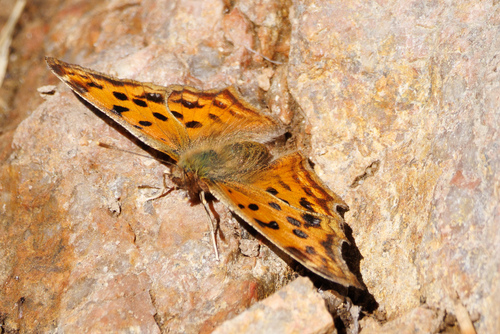 Asian Comma