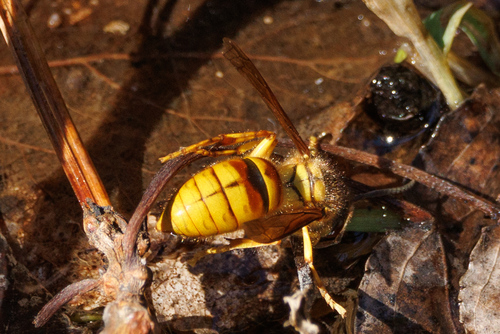 Black Shield Hornet