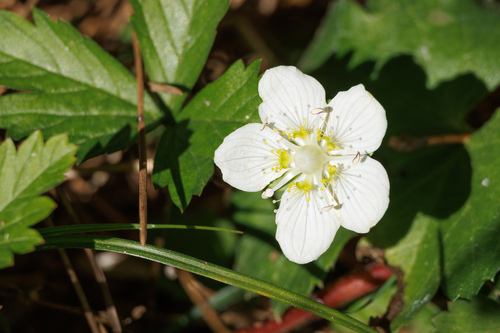 marsh grass-of-Parnassus