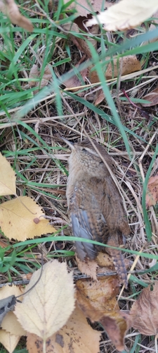 Eurasian Wren