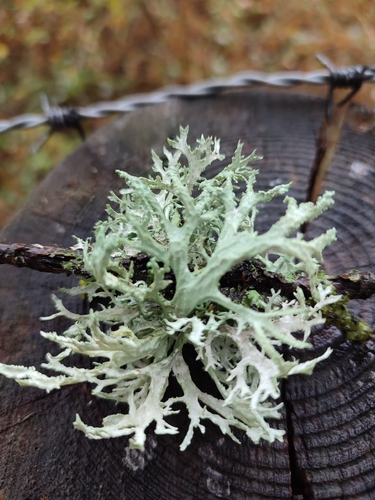 Oakmoss