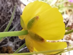 Ranunculus gramineus