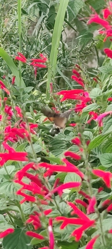 Eurasian Hummingbird Hawkmoth