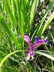 Iris graminea