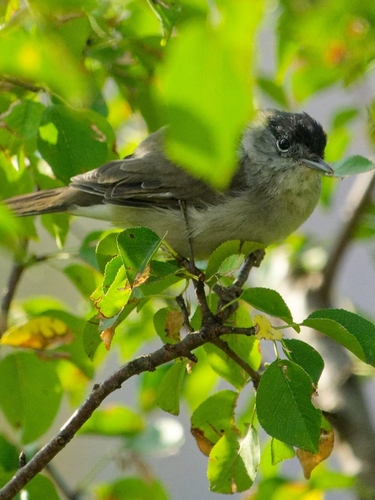 Eurasian Blackcap