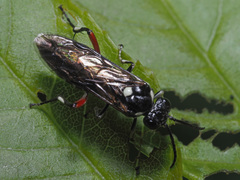 Macrophya punctumalbum