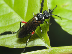 Macrophya punctumalbum