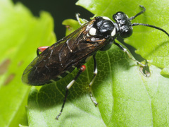 Macrophya punctumalbum