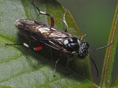 Macrophya punctumalbum
