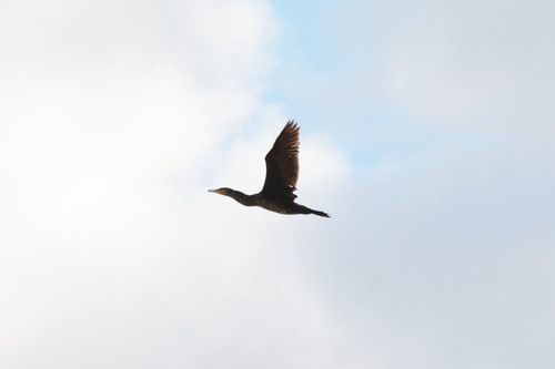 Great Cormorant