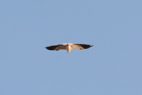 Black-winged Kite