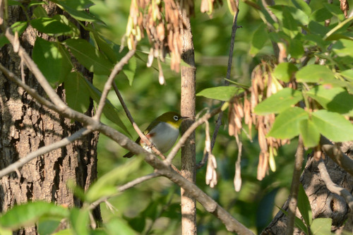 Chestnut-flanked White-eye
