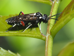Macrophya punctumalbum