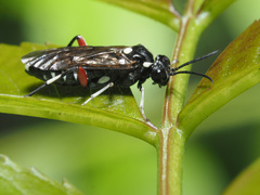 Macrophya punctumalbum