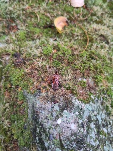 Western Conifer Seed Bug