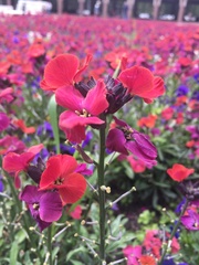 Erysimum